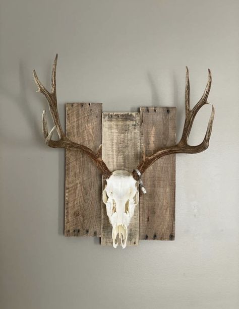 European Mount Decor, European Deer Mount Ideas, Skull Mount Ideas, European Mount Ideas, Deer Mount Decor, Deer Skull Decor, Deer Mount Ideas, Deer Hunting Decor, Deer Skull Mount