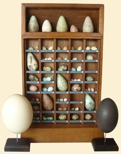 Egg Display, Wet Specimen, Curiosity Shop, Natural Curiosities, Collection Display, Bird Eggs, Cabinet Of Curiosities, Curio Cabinet, An Egg