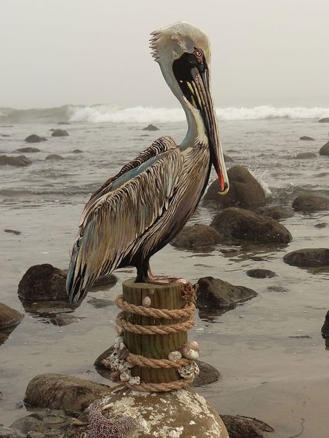 Louisiana Birds, Pelican Art, Manila Rope, Brown Pelican, Coastal Birds, Wild Animals Photos, Malibu Beach, Dachshund Art, Malibu Beaches