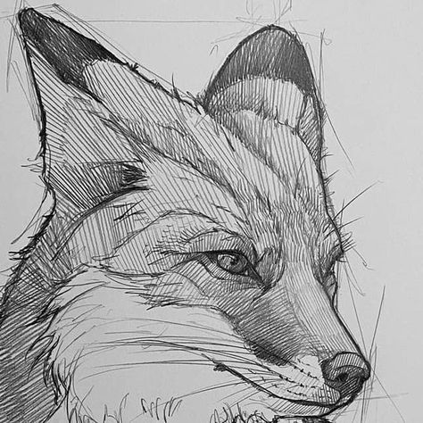 Fox Drawing Sketches Realistic, Realistic Drawings Animals, Fox Drawing Realistic, Drawings Of Foxes, Fox Face Drawing, Fox Sketches, Foxes Drawing, Fox Illustration Drawing, Fox Drawing Sketches