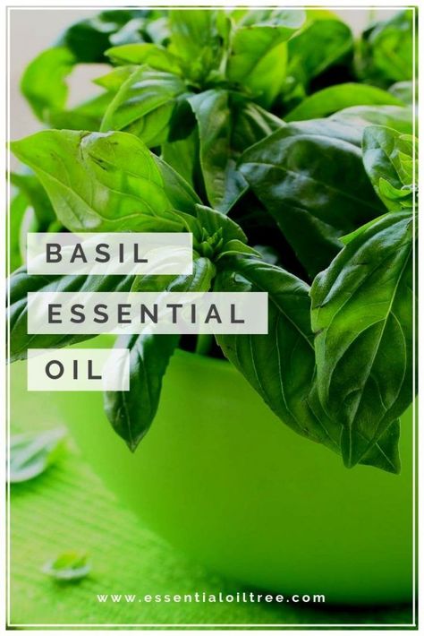 Anti Wrinkle Essential Oils, Holy Basil Essential Oil, Basil Health Benefits, Basil Essential Oil, Diy Essential Oil Recipes, Essential Oil Diffuser Blends Recipes, Essential Oils For Skin, Essential Oil Benefits, Holy Basil