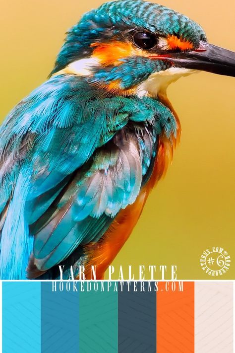 Yarn Color Combinations, Kingfisher Bird, Color Schemes Colour Palettes, Nature Color Palette, Palette Color, Colour Inspiration, Color Palette Design, Inspirational Images, Colour Palettes