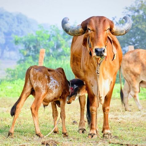 Gir Cow Milk Pune | A2 Milk Pune | Desi Milk Pune | Organic Milk Pune Indian Cow Photo, Cows Indian, Organic Pictures, Cow Reference, Rajasthani Photo, Indian Cow, Gir Cow, Cow Milking, Desi Cow