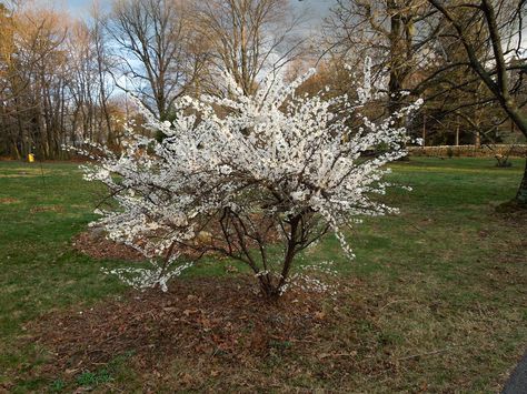 Nanking Cherry, Tent Caterpillars, Victory Garden, Franklin County, Plant Delivery, Cherry Tree, Spring Blooms, Drought Tolerant, Green Plants