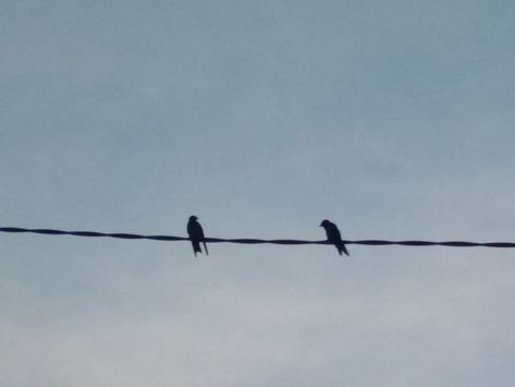 Two Birds On A Wire Aesthetic, Birds Of A Feather Aesthetic, Two Birds Aesthetic, Two Birds On A Wire Song, Sejanus Plinth Aesthetic, Two Birds On A Wire, Birds Aesthetic, Sejanus Plinth, Aesthetic Bird