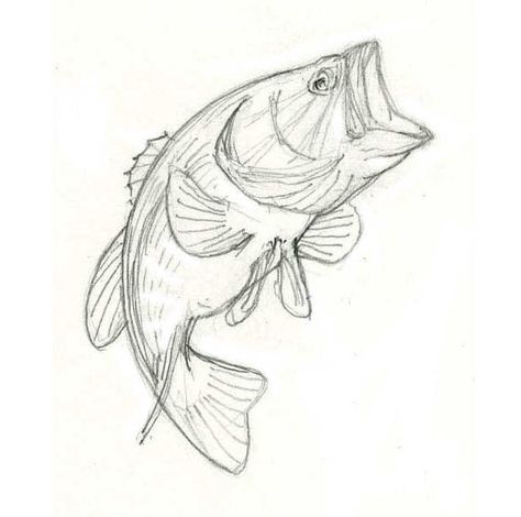 Drawing of a Largemouth Bass on Behance Bass Drawing, Drawing Step By Step Easy, Draw A Fish, Easy Pencil Drawing, Easy Drawing Step By Step, Fish Paintings, Fish Sketch, Drawn Fish, Fish Artwork