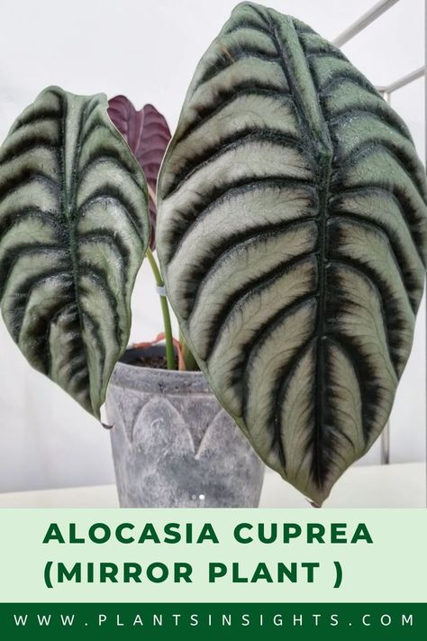 Alocasia Cuprea (Mirror Plant ) Alocasia Care, Alocasia Cuprea, Wood Leaves, Fairy Homes, Plant Propagation, Elephant Ears, Ornamental Plants, Silver Dragon, Plants Indoor