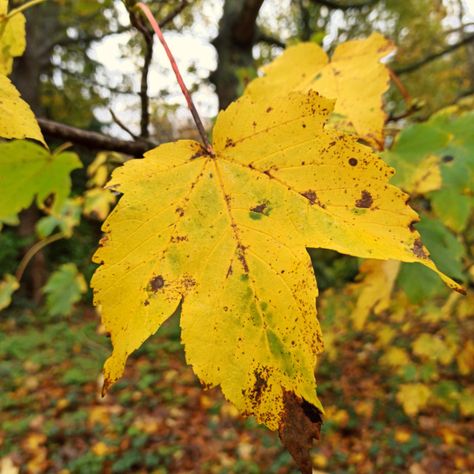 Sycamore Tree Leaf, Sycamore Leaf, Hampden Park, Tree Identification, Sycamore Tree, Landscape Elements, Website Backgrounds, Tree Leaves, Print Advertising