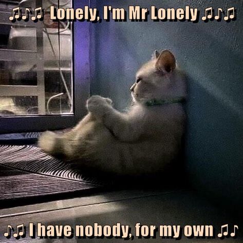 Mr Lonely ♫♪♫ ♪♫ Mr Lonely, Animal Humour, Cat Quotes Funny, Cat Quotes, Funny Cat Memes, Cute Cats And Kittens, The Funny, Read Image, Silly Cats