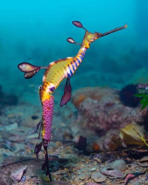 Western Port, Weedy Sea Dragon, Sea Dragons, Beautiful Sea Creatures, Sea Dragon, Sea Horse, Ocean Creatures, Sea Birds, Victoria Australia