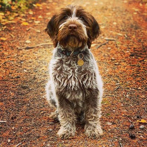 14 Things To Know About Wirehaired Pointing Griffons - PetPress German Wirehaired Pointer Puppy, Fun Dog Pictures, Griffin Dog, Dog Hairstyles, Bird Dog Training, Wirehaired Pointing Griffon, Pointing Griffon, Meds For Dogs, Griffon Dog