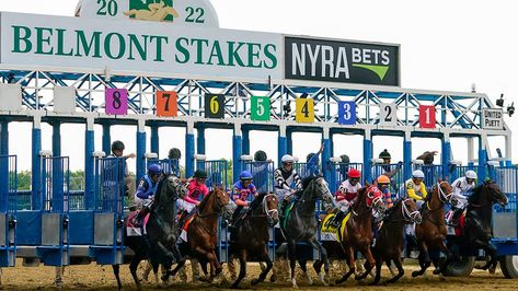 Belmont Stakes vs Preakness Stakes: What separates the two horse racing events from each other | Fox News Horse Competition, Thoroughbred Racehorse, Preakness Stakes, American Pharoah, Triple Crown Winners, Belmont Stakes, Thoroughbred Horse Racing, Two Horses, Thoroughbred Horse