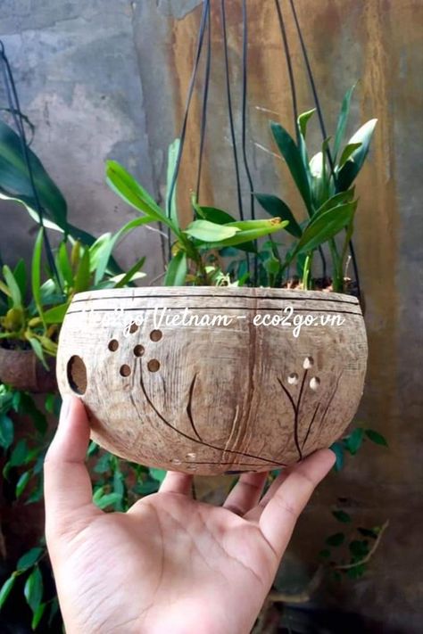 Coconut Plant, Coconut Shell Bowl, Coconut Shell Crafts, Laser Logo, Shell Bowl, Gourds Crafts, Pot Plant, Antique Kitchen, Plant Flower