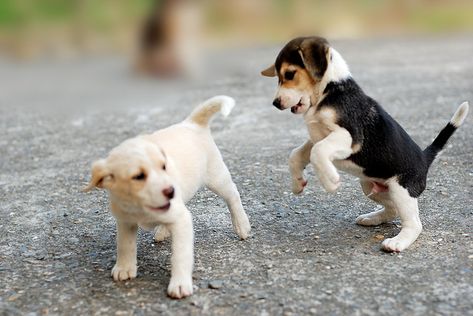 beagle pups. I want the lemon head! Dog Picture, Love My Dog, Puppy Play, Beagle Puppy, Sweet Animals, Four Legged, I Love Dogs, Dog Love, Puppy Love