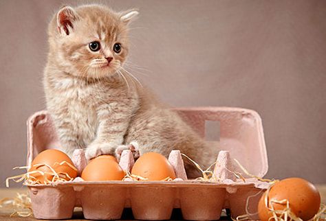 People Foods Your Cat Can Eat: Pictures Foods Cats Can Eat, Can Dogs Eat Oranges, Cat Egg, Raw Meat, Dog Insurance, Cat Seat, Cheap Dogs, Daffy Duck, Can Dogs Eat