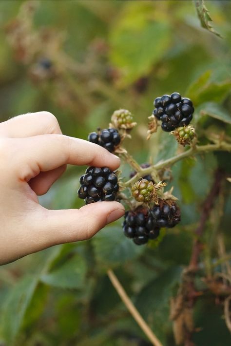 Wild Blackberries, Blackberry Bramble, Blackberry Bush, Blackberry Picking, Wild Foraging, Blackberry Farms, Sustainable Eating, Organic Spa, Picnic Time