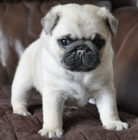 Pug Puppies For Sale | Pocono Mountains, PA Pugs For Sale, Silver Lab Puppies, Pug Puppies For Sale, Black Pug Puppy, Pug Breed, Pug Dogs, Flying Pug, Pocono Mountains, Baby Pugs