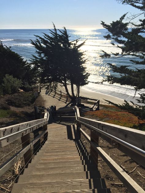 Half Moon Bay Guide Cypress Tree Tunnel, Half Moon Bay California, Tree Tunnel, California Camping, Travel California, Half Moon Bay, Beach Images, Camping Locations, San Francisco Travel