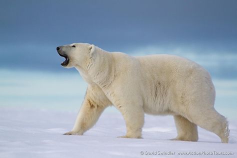 Bear Songs, Bear Species, White Polar Bear, Bear Photos, Cat Coloring Page, Aquatic Animals, Bear Art, Polar Bears, Animal Sketches