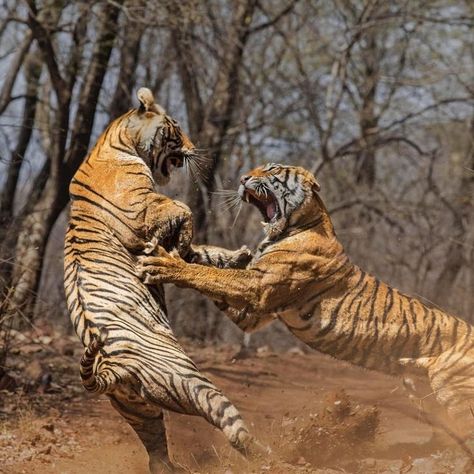 Tigre Y Dragon, Ranthambore National Park, Female Tiger, Tiger Pictures, Cat Reference, Big Cats Art, Cat Pose, Tiger Art, Majestic Animals