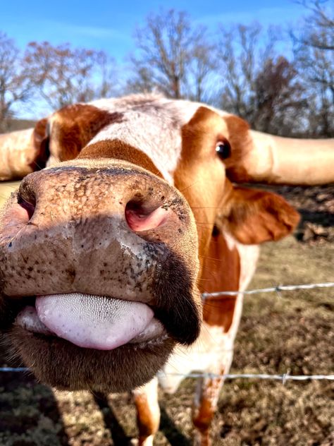 Texas long horn cow with brown spots sticking it’s tongue out Texas Long Horn, Cow Breeds, Long Horns, Western Wallpaper, Cow Wallpaper, Long Horn, Western Wallpaper Iphone, Western Vibes, Wallpaper Iphone