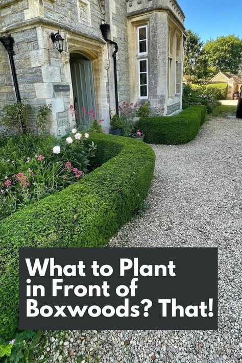 Find out what to plant in front of boxwoods to create a stunning and cohesive landscape design. From colorful annuals and perennials to low-growing shrubs and ornamental grasses, explore a variety of options that will enhance the beauty of your boxwoods. IG Photo by: mcbeacham_ldscpgardener Short Ornamental Grasses, Front Yard Hedges, Hedges Landscaping, Colorado Landscaping, Boxwood Hedges, Boxwood Bush, Boxwood Landscaping, Landscaping Shrubs, Low Growing Shrubs