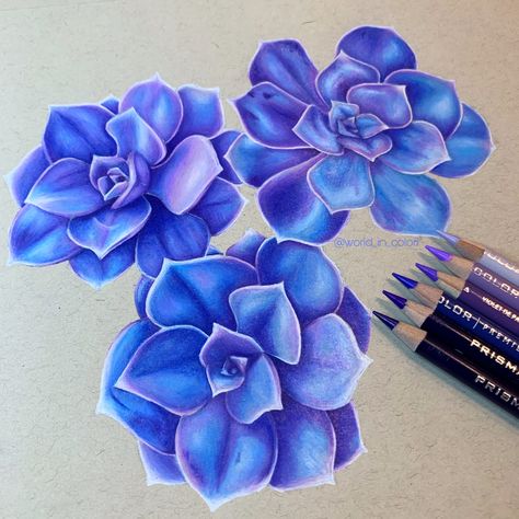 Colored Pencil Palette, Easy Color Pencil Art, Flower Colored Pencil Drawing, Colored Pencil Inspiration, Flower Drawing In Color Pencils, Flower Prismacolor Drawing, Flower Drawing Color Pencil, Flower Pencil Color, Beginner Colored Pencil Drawing Ideas