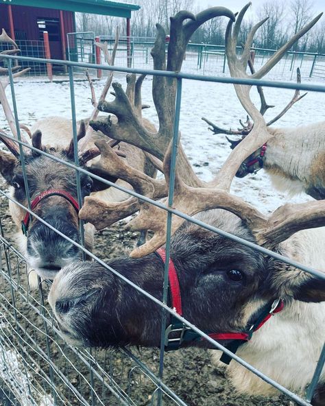 4 Reindeer Farms in Michigan to Visit This Winter Reindeer Farm, Farm Photo, Draft Horses, Christmas Wonderland, Horse Drawn, Sleigh Ride, Young At Heart, Future Life, Farm Life