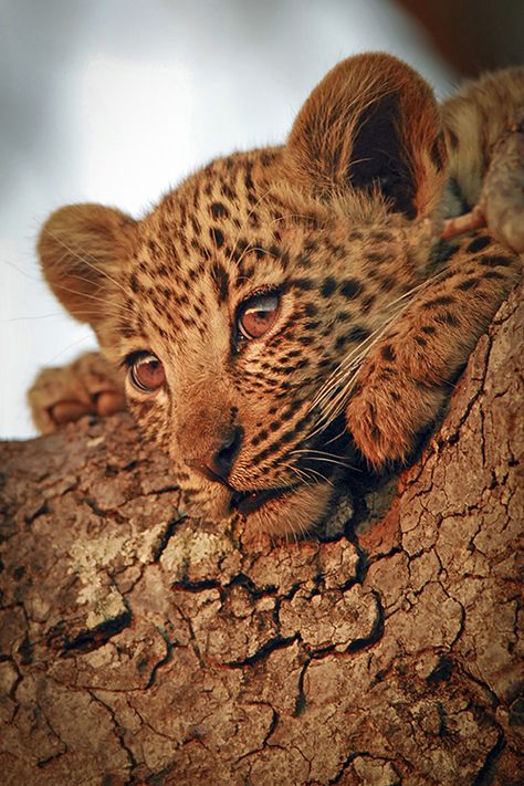 Baby Leopard by Cameron Azad on Flickr. (500×750) Regard Animal, Baby Leopard, African Animals, Leopards, Wild Life, Animal Planet, Beautiful Cats, Big Cats, Beautiful Creatures