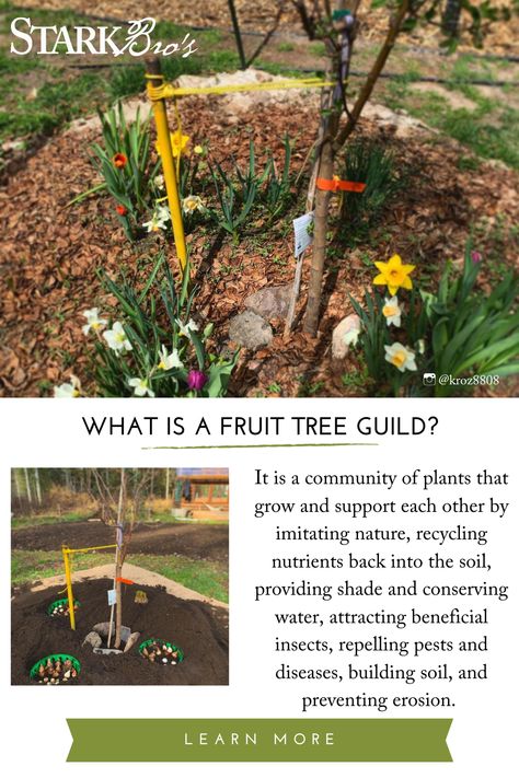 Fruit Tree Guild, Tree Guild, Fruit Trees Backyard, Fruit Tree Garden, Food Forest Garden, Small Backyard Design Layout, Small Backyard Design Ideas, Orchard Garden, Backyard Design Ideas