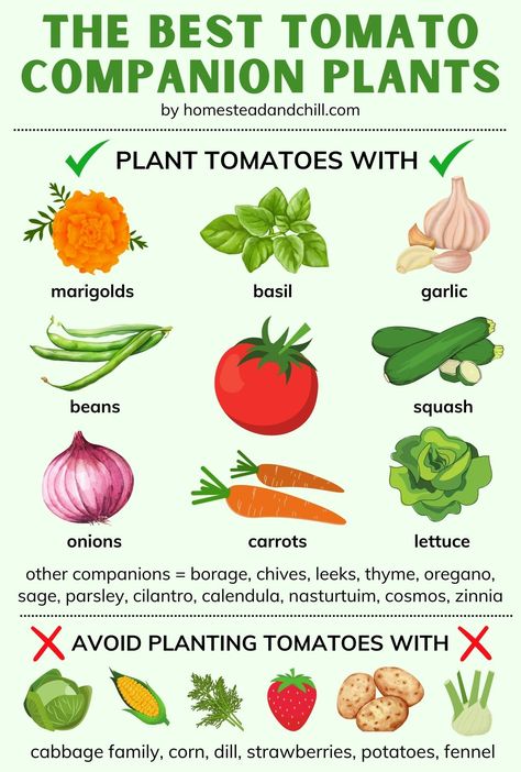 The Best Tomato Companion Plants for the Garden ~ Homestead and Chill Tomato Plant Companion, Interplanting Vegetables, Zucchini Companion Plants, Plant With Tomatoes, Coleus Care, Tomato Companion Plants, Garden Homestead, Garlic Zucchini, Raised Garden Beds Diy Vegetables