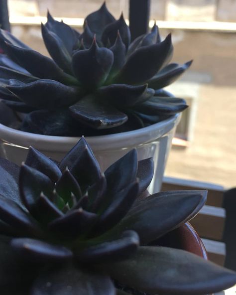 If you're interested in adding a new hue to your garden, but the vibrant colors of most succulents don't appeal to you, consider black succulents. These so Succulent Garden Outdoor, Black Succulents, Goth Garden, Succulent Landscaping, Gothic Garden, Succulent Garden Diy, Black Garden, Growing Succulents, Succulent Gardening