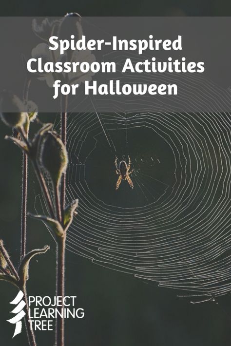 Spider-Inspired Classroom Activities for Halloween - Project Learning Tree Spider Science, Environmental Education Activities, Activities For Halloween, Spider Activities, Fall Lesson Plans, Fall Lessons, Magic School Bus, Theme Days, Thematic Units