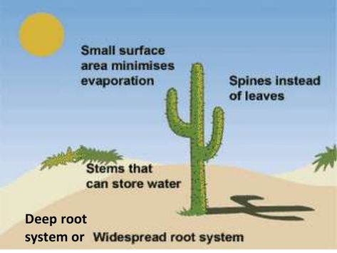 Plant adaptations (teach) Plant Worksheet, Plant Adaptations, Plants Worksheets, Geography Project, Desert Ecosystem, Environmental Technology, Animal Adaptations, Bond Paper Design, Student Achievement