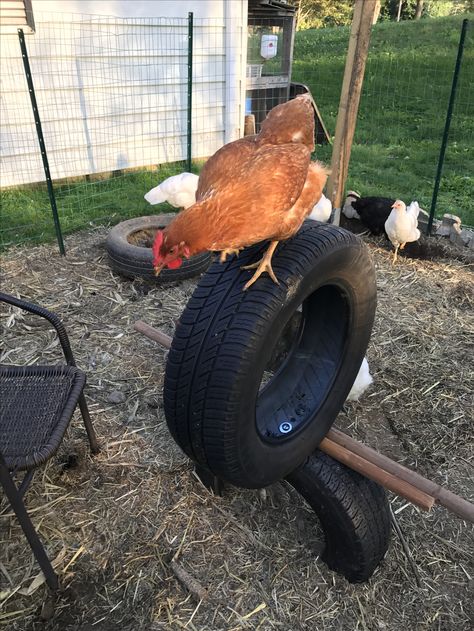 Tires Chicken Coop, Tire Chicken Coop, Tires In Chicken Coop, Chicken Coop Tire Ideas, Tires For Chicken Coop, Coop Color Ideas, Easy Chicken Coop Plans, Coop And Run Ideas, Chicken Coop And Run Ideas