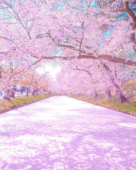 Cherry Blossoms, Aomori, Japan by youkixxx Japan Seasons, Seasons Aesthetic, Aomori Japan, Blossoms In Bloom, Sakura Trees, Summer In Japan, Blue Butterfly Wallpaper, Lavender Aesthetic, Beauty Places