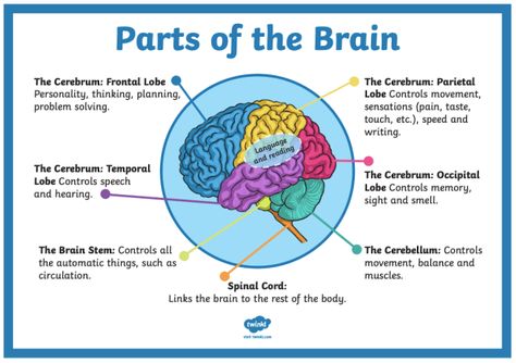 The Brain For Kids, Aura Layers, Brain Map, Brain Lobes, Med Notes, Brain Pictures, Occipital Lobe, Holistic Therapy, Teaching Lessons Plans