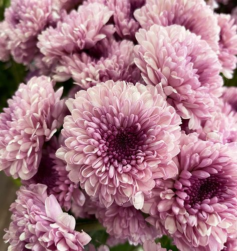 #FlowerFriday These cute flowers are button mums! Button mums are a variety of chrysanthemums that are small and have lots of petals. We occasionally use these as accent flowers, but we mostly use them for our special order floral animals. #NorthScottsdaleFloral #NSF #buttonmums #buttons #mums #chrysanthemums #buttonchrysanthemums #flowers #purpleflowers #purplemums #purplebuttonmums #purplechrysanthemums #purplebuttonchrysanthemums #florist #localflorist Floral Animals, Flower Variety, Purple Mums, Accent Flowers, Spider Mums, Flower Identification, Bouquet Tattoo, Color Boards, Mums Flowers