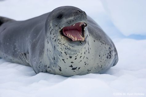 Leopard Seal Leopard Seal, Deadly Animals, Dog Training School, Small Shark, Elephant Seal, Incredible Creatures, Dogs For Sale, Like Animals, Sea Lion