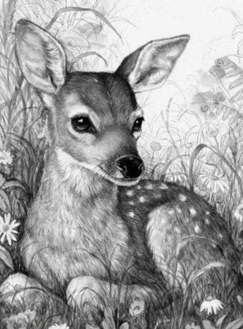 Deer Sketch, Realistic Animal Drawings, Tre Kunst, Deer Drawing, Pencil Drawings Of Animals, Animal Drawings Sketches, White Drawing, Deer Art, Charcoal Art