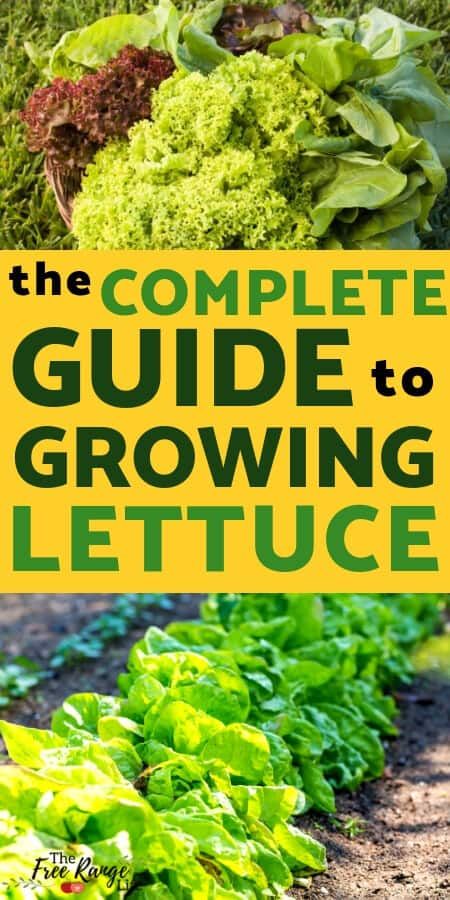 How To Grow Lettuce, Grow Lettuce, Gemüseanbau In Kübeln, Growing Lettuce, Vegetable Garden For Beginners, Backyard Vegetable Gardens, Garden Types, Home Vegetable Garden, Container Gardening Vegetables