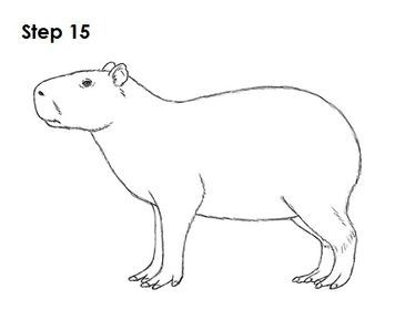 Capybara Drawing 15 Capybara Drawing Tutorial, How To Draw A Capybara Step By Step, How To Draw A Capybara, How To Draw Capybara, Kapibara Drawing, Capybara Drawing Art, Capybara Drawing Easy, Capybara Drawing Simple, Capybara Sketch