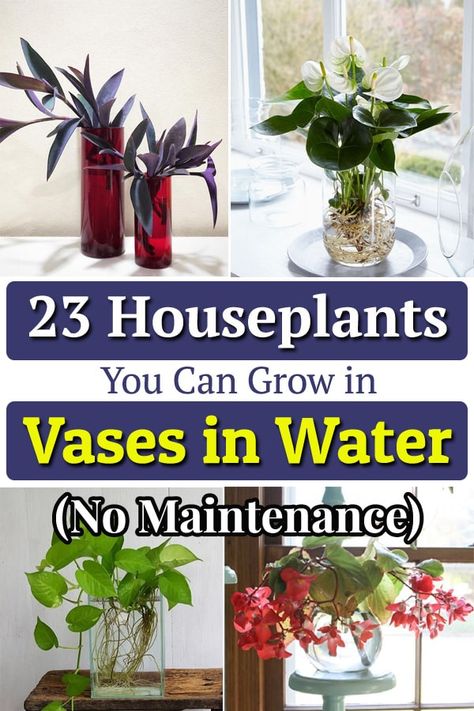 Water Growing Plants Houseplant, Plants Living In Water, House Plants That Can Live In Water, Plants In Vases Houseplant, Outdoor Plants That Can Be Grown Indoors, Growing Plants In Water Houseplant, Houseplants That Grow In Water, Plant That Grows In Water, Indoor Plants In Water Ideas