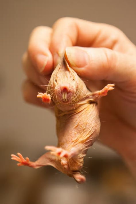 A naked mole rat: like termites, they have one almost endlessly pregnant queen | Helen Sullivan | The Guardian Mole Rat, Mole