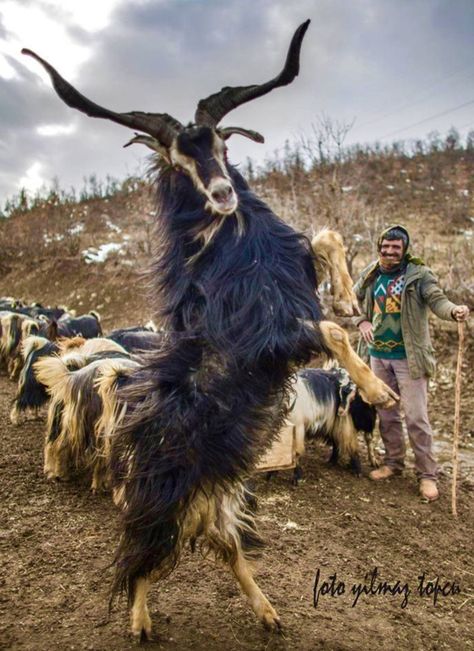 Billy goat feeling frisky. Kiko Goats, Creature Anatomy, Goat Horns, Gay Aesthetic, Animal References, Interesting Animals, Mule Deer, Unusual Animals, Manx