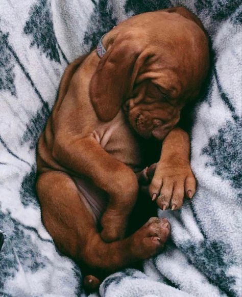 Hungarian Vizsla, Vizsla Dogs, Lion Dog, Very Cute Dogs, Vizsla Puppy, Vizsla Puppies, Hound Dog, Baby Dogs, Mans Best Friend