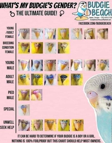 Parakeet Information, Budgie Enrichment Diy, Budgie Tips, Budgie Names, Budgie Care, Cockatiel Care, Baby Budgies, Parakeet Care, Parrot Care