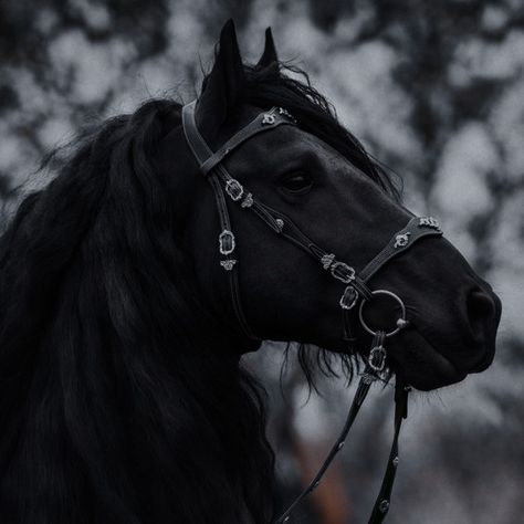 Medieval Aesthetic, Yennefer Of Vengerberg, Royalty Aesthetic, Royal Aesthetic, Fantasy Aesthetic, Black Horse, Horse Love, Book Inspiration, Character Aesthetic