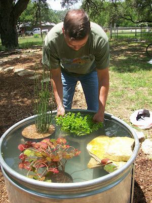 Container Pond, Mini Pond, Container Water Gardens, Patio Pond, Goldfish Pond, Outdoor Ponds, Turtle Pond, Diy Pond, Pond Water Features