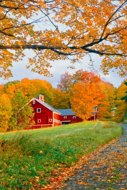 One of our favorite fall activities? Meandering through the countryside on a lazy Sunday to take in the beauty of all the changing leaves. To celebrate the arrival of autumn, we've compiled a virtual tour of some stunning country barns and fall leaves taken across New England. Fall Foliage Pictures, Peaceful Water, Leaves On The Ground, Magical Autumn, Barn Pictures, Country Barns, Fall Accents, Sunflower Pictures, Barn Art